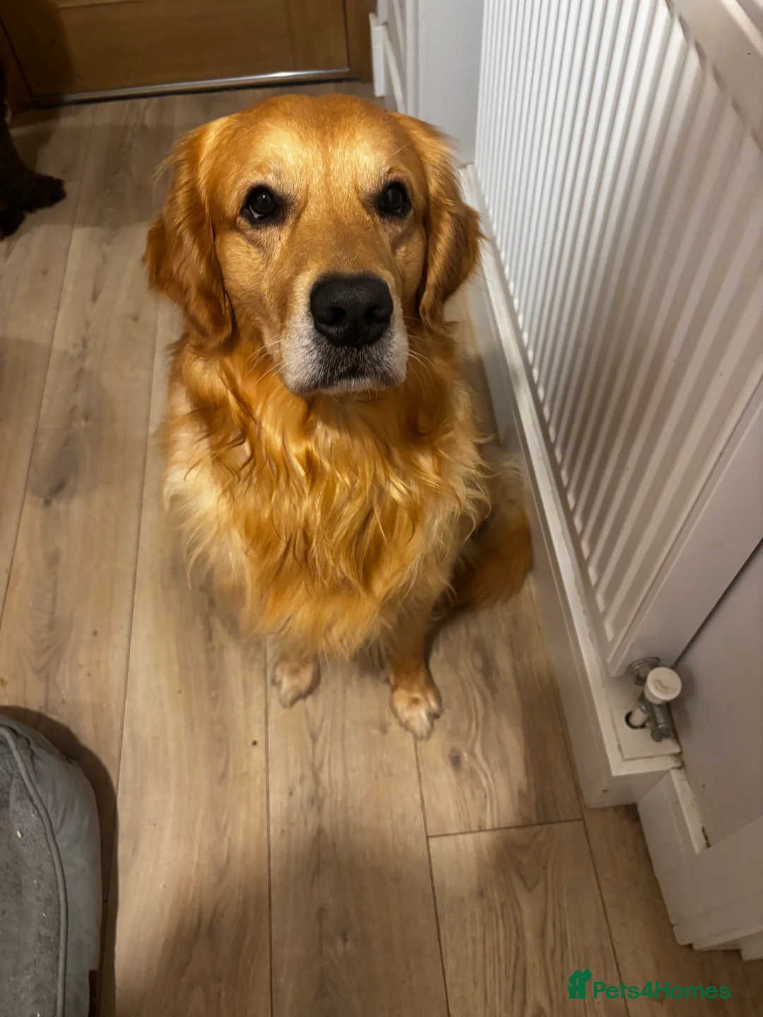 Goldador dogs for sale: Goldador puppies with a dash of dalmation  - Advert 20