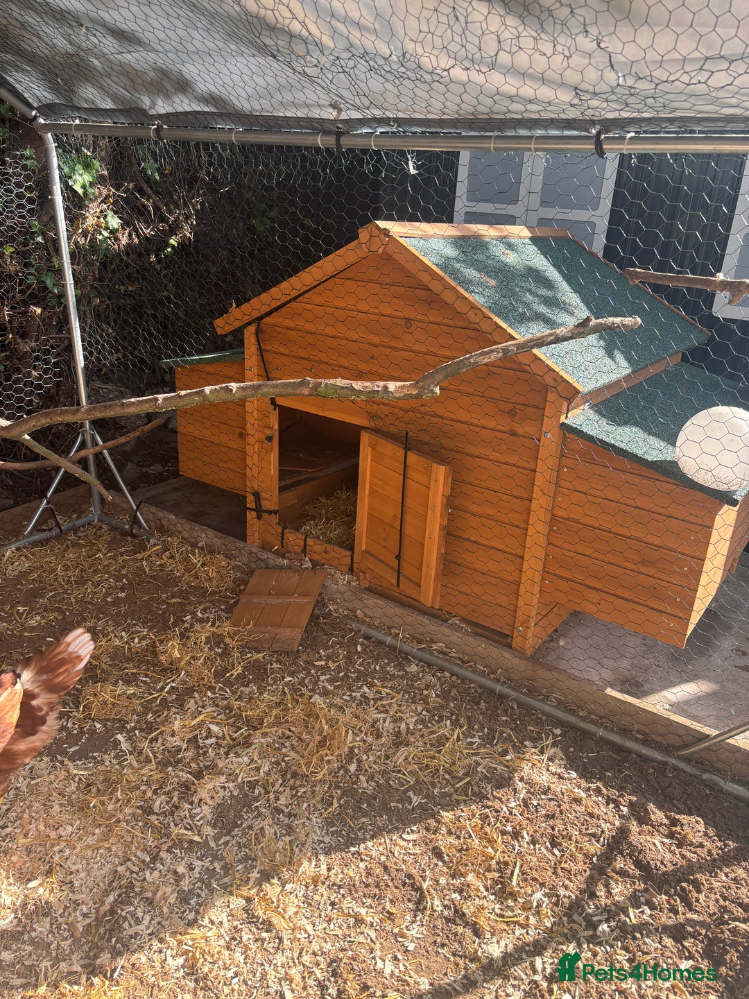 Chickens poultry for sale: 10 baby Female chickens- 14 weeks old  - Advert 8