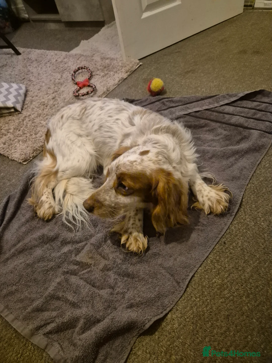 Cocker Spaniel dogs for sale: Spaniel  - Advert 2