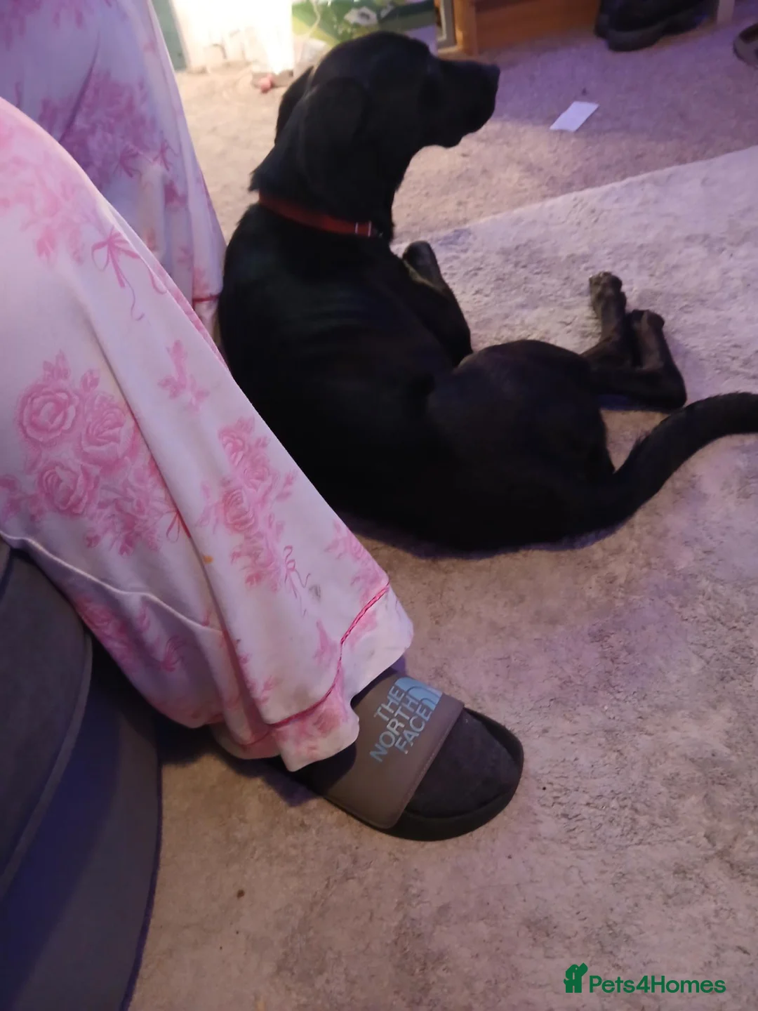 Mixed Breed dogs for sale: Doberman cross Labrador  - Advert 2