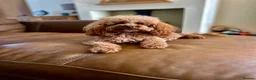 Toy Poodle dogs for stud: Kc Health tested fox red Toy poodle for stud - Advert 2