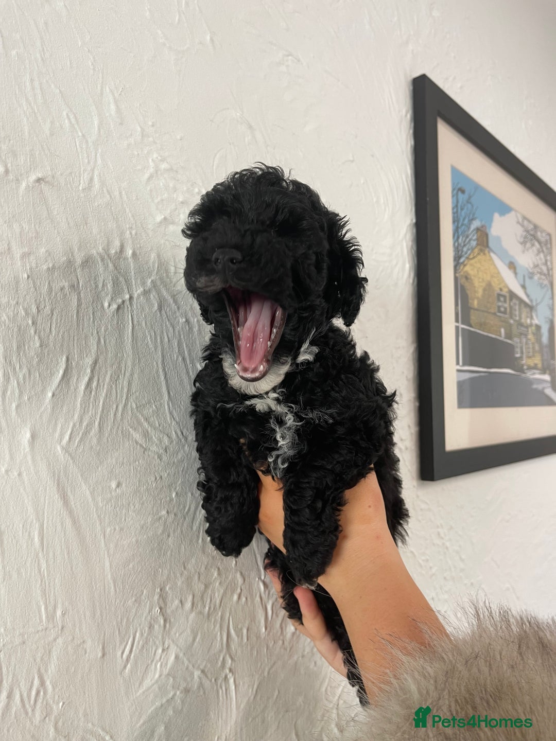 Toy Poodle dogs for sale: KC toy poodle puppies - Image 4