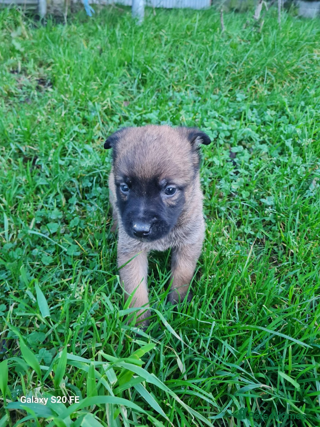Belgian Shepherd Dog dogs for sale: Chunky malinois puppies looking for new home!!! - Advert 6