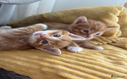 Bengal cats for sale: Adorable mixed breed kittens - Image 2