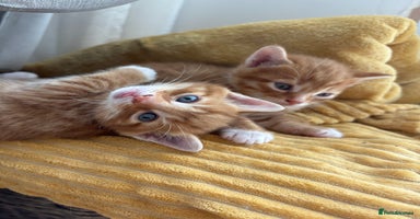 Bengal cats - Advert 8