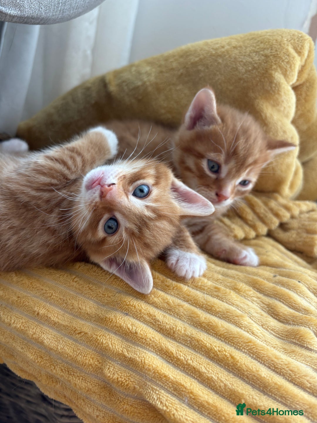 Bengal cats for sale: Adorable mixed breed kittens - Image 2