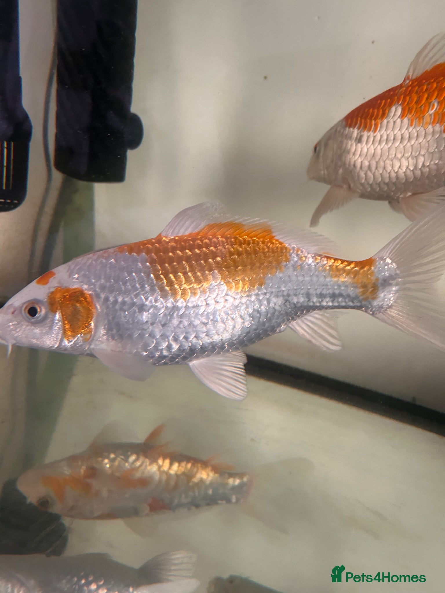 Koi Carp fish Young koi for sale *birth date not exact!* - Advert 10