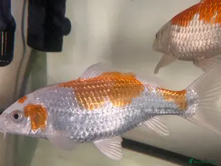 Koi Carp fish Young koi for sale *birth date not exact!* - Advert 10