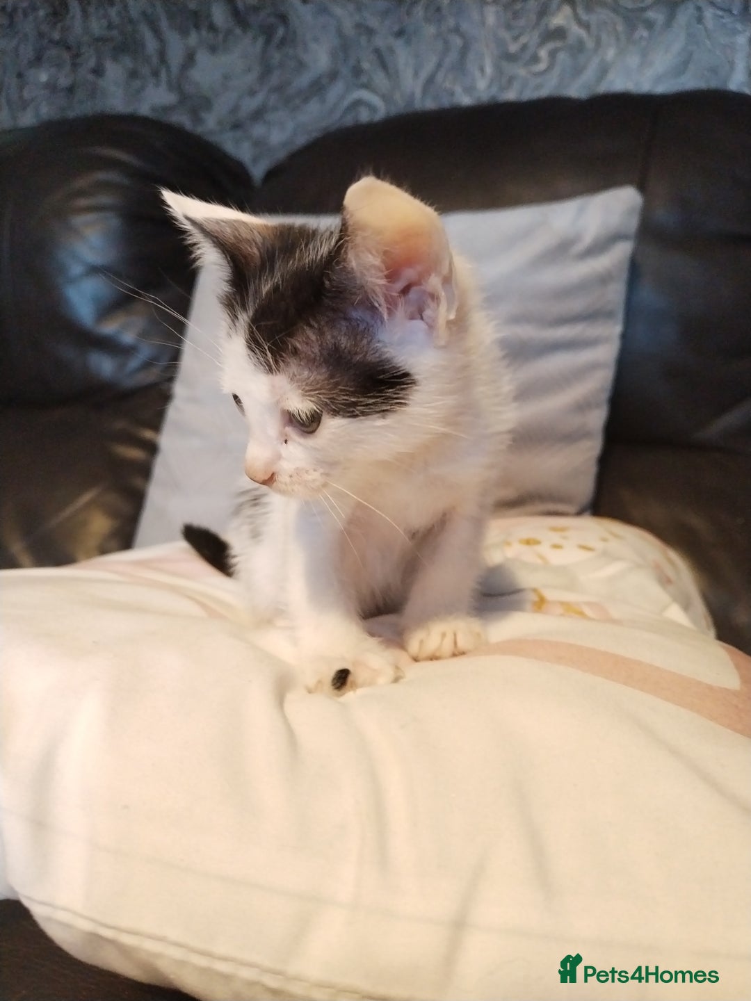 Mixed Breed cats for sale: Adorable Kittens Looking for Their Forever Homes - Advert 5