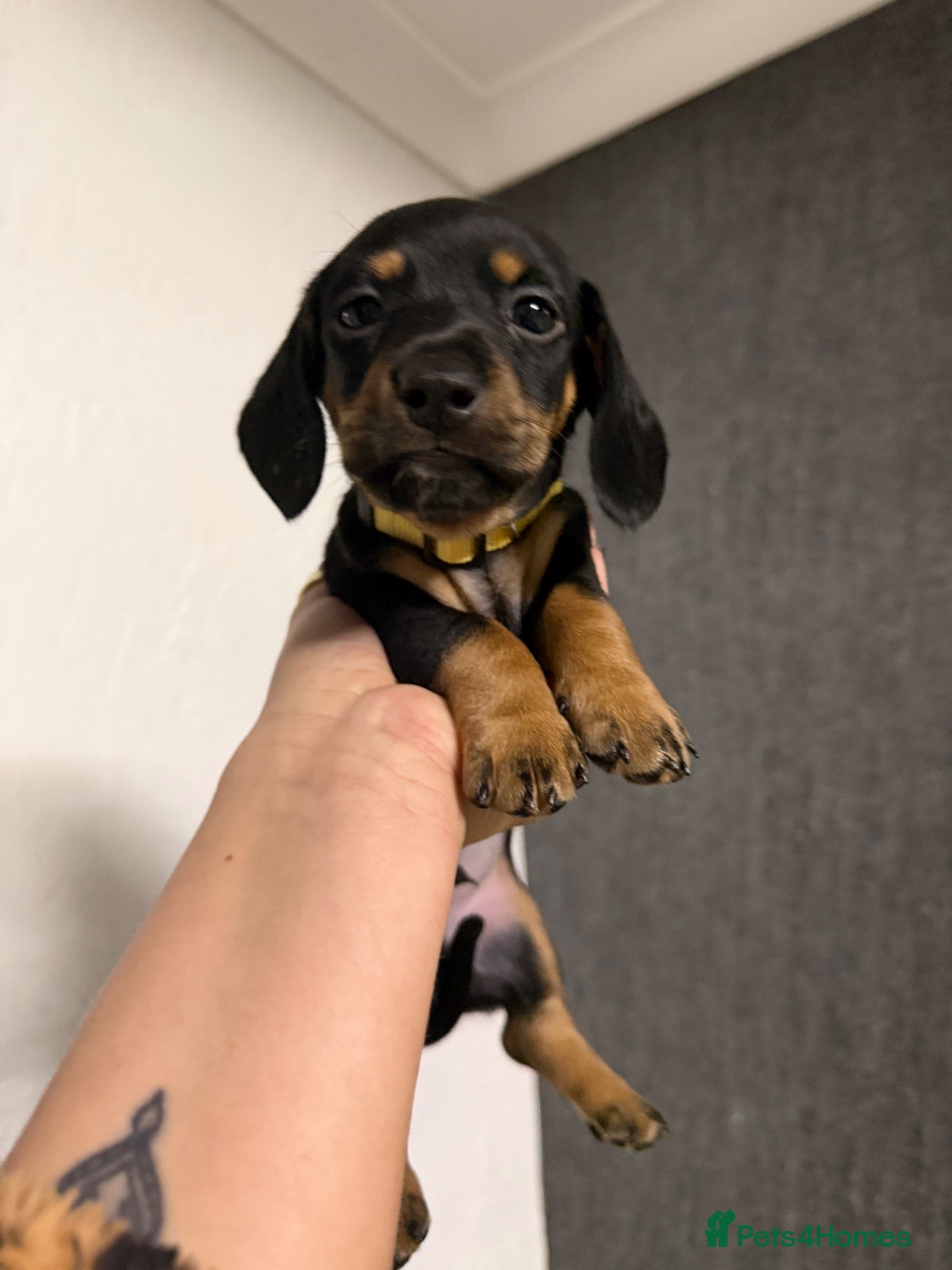 Miniature Dachshund dogs 1 adorable miniature dachshund boy available  - Advert 1