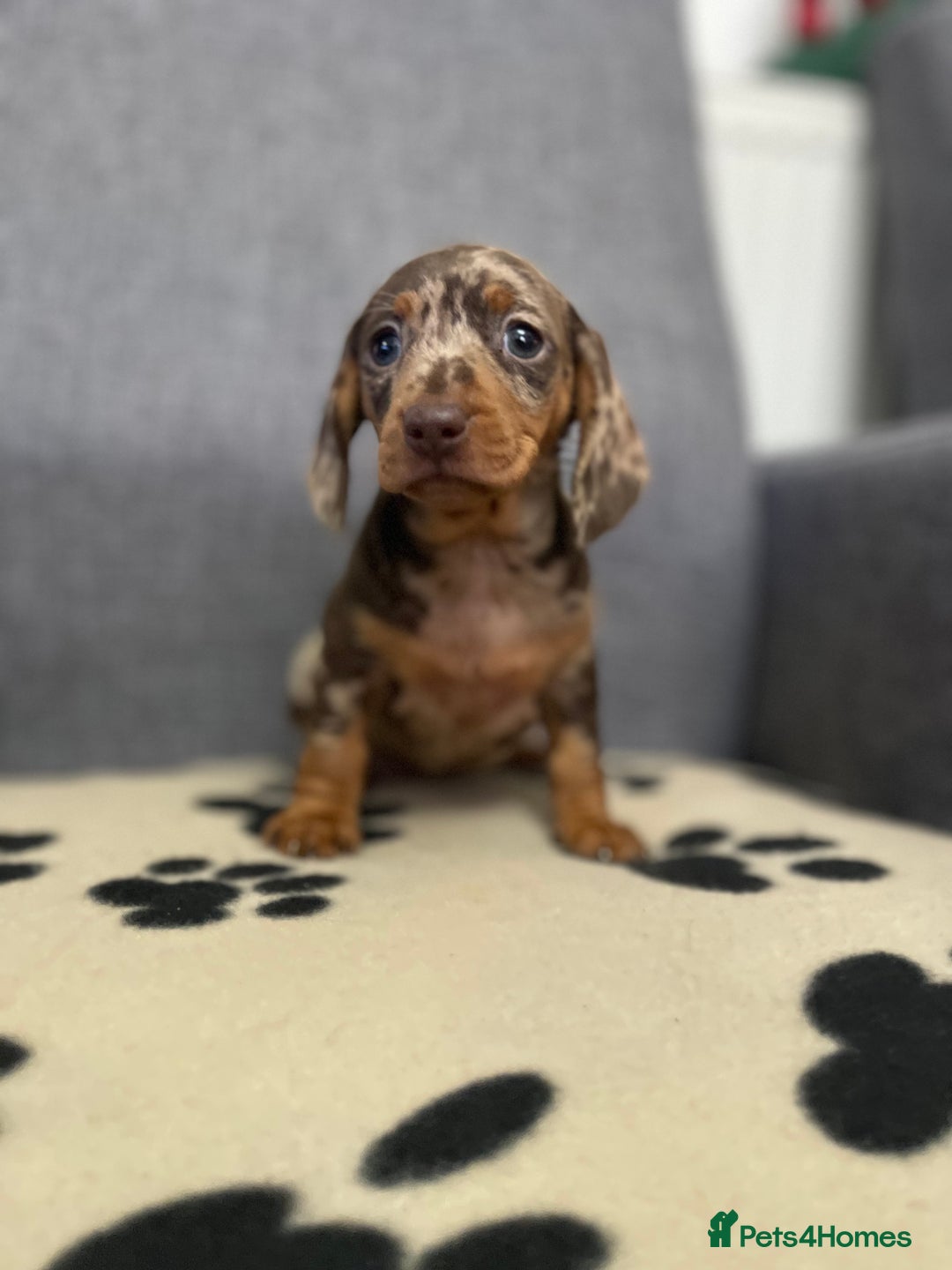 Dachshund dogs for sale: Miniature Dachshund puppies  - Advert 6