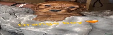 Orange boy 