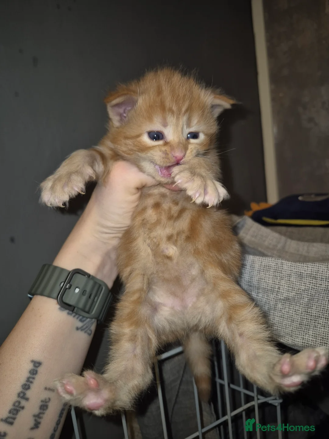 Mixed Breed cats for sale: 3 beautiful kittens - Advert 3