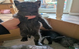 Domestic Shorthair cats for sale: Tabby and black kittens  - Image 14