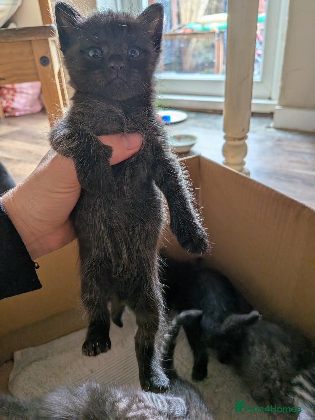 Domestic Shorthair cats for sale: Tabby and black kittens  - Image 14