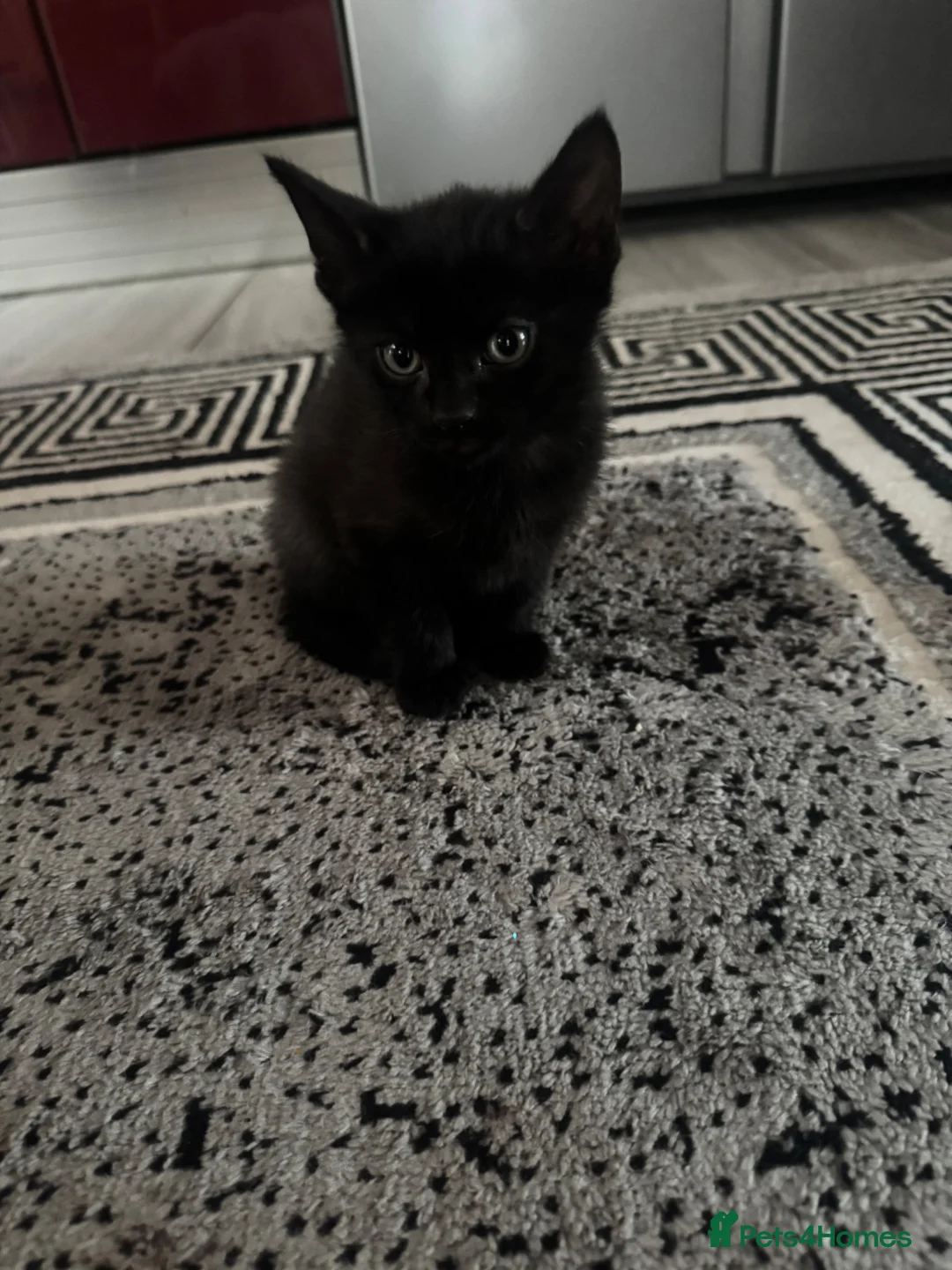 Mixed Breed cats for sale: Little cats in Worksop - Advert 2
