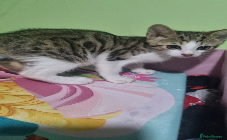 Mixed Breed cats - Advert 6