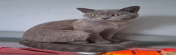 British Shorthair cats for sale: SIX BRITISH SHORTHAIR KITTENS - Advert 5