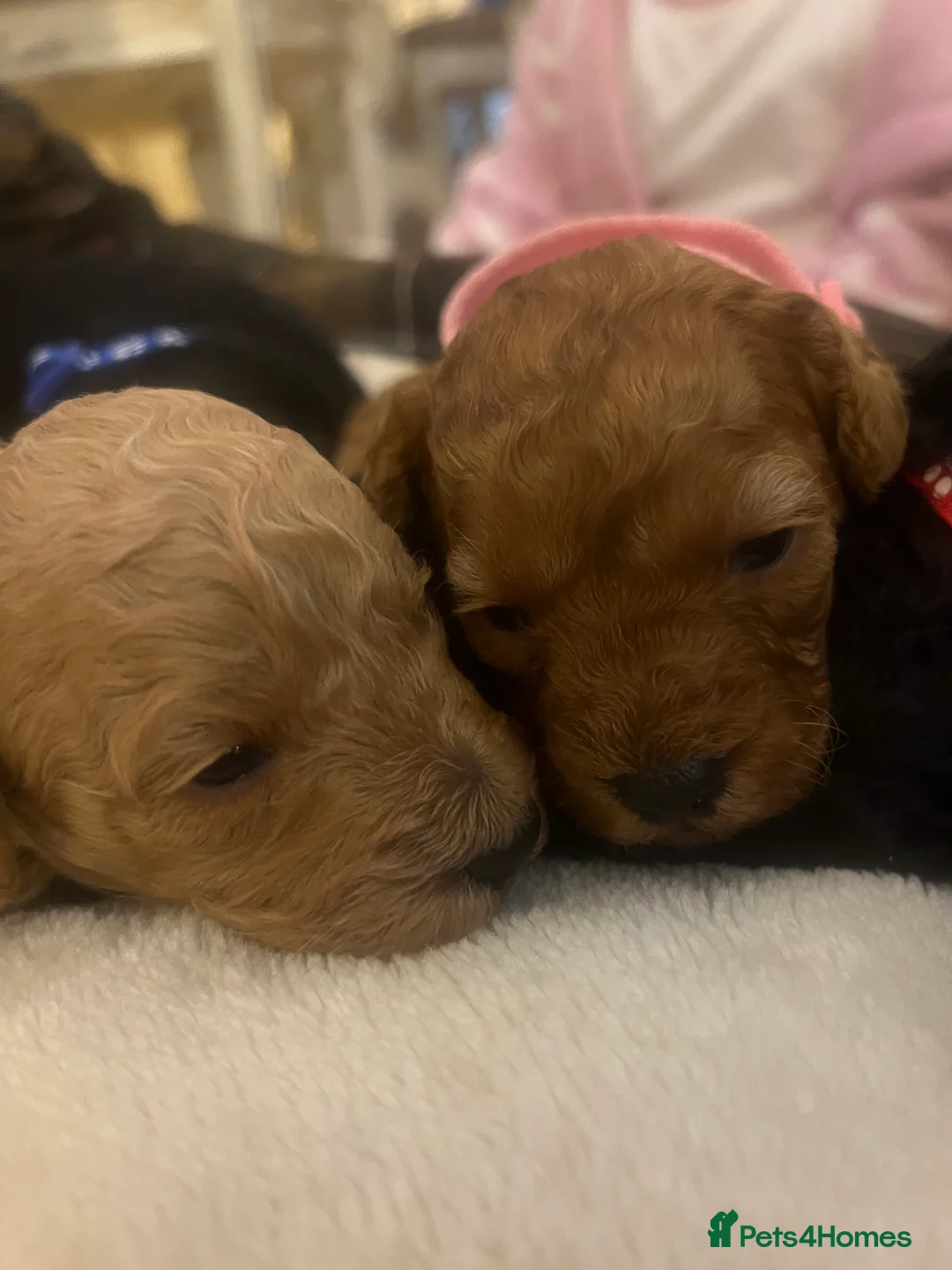 Poodle dogs for sale: 🐶🐶🐶TOY POODLES for sale🐶🐶🐶 - Advert 18