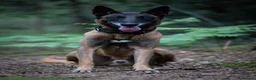 Belgian Shepherd Dog dogs for sale: Belgian Malinois available for active home  in Reading - Advert 10