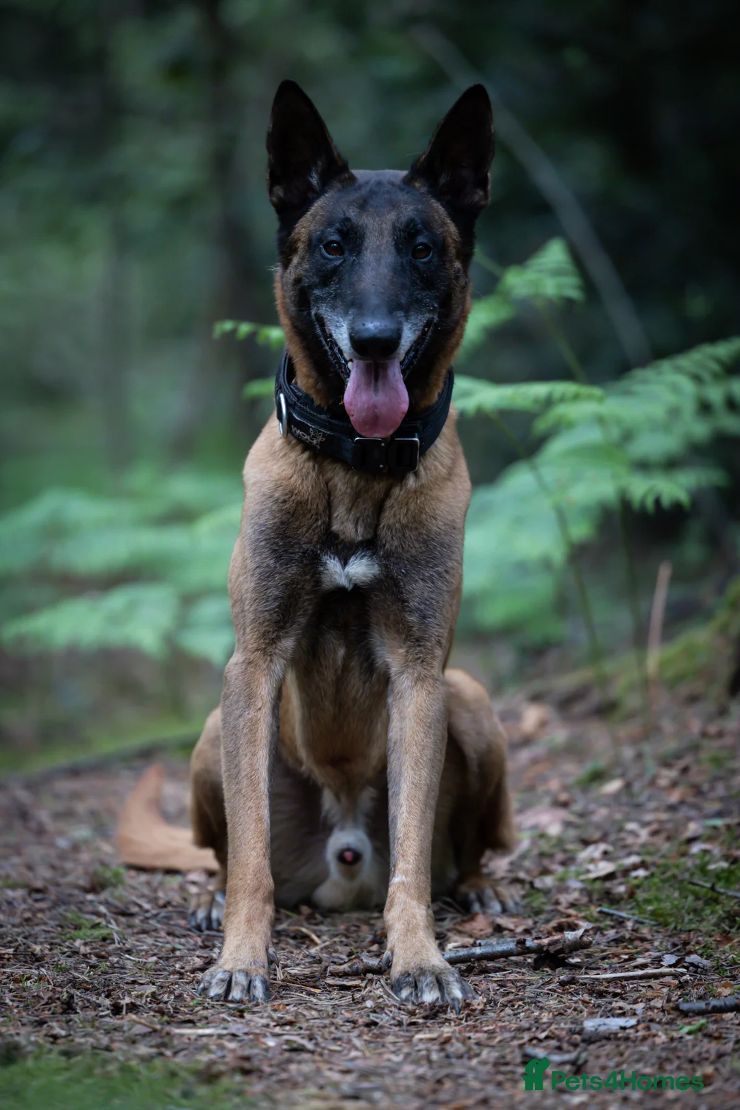 Belgian Shepherd Dog dogs for sale: Belgian Malinois available for active home  in Reading - Advert 10
