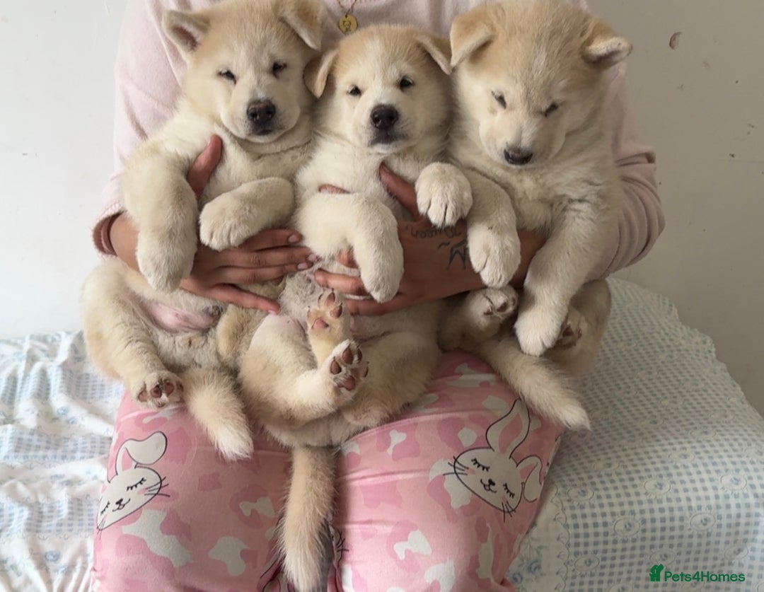 Siberian Husky dogs for sale: Siberian husky puppies  - Image 2