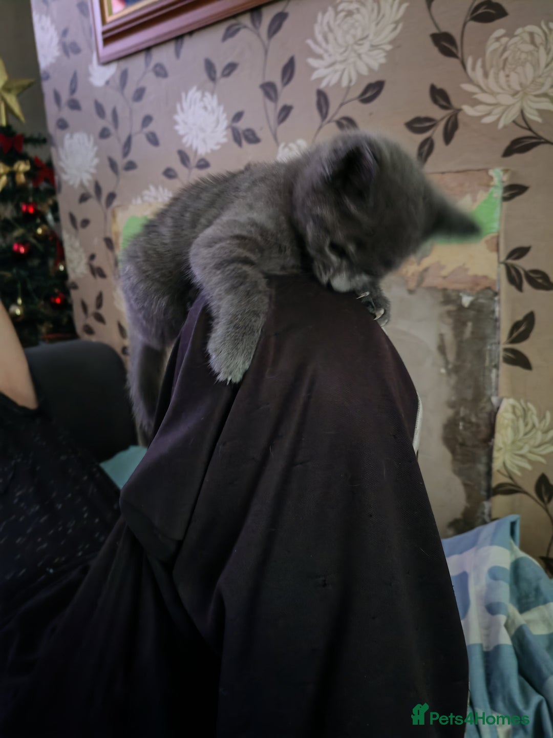 Mixed Breed cats for sale: Two beautiful kittens for sale  - Advert 9