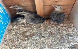 Chickens poultry for sale: Chicks&Cockerels Hatched 27/06 - Image 2