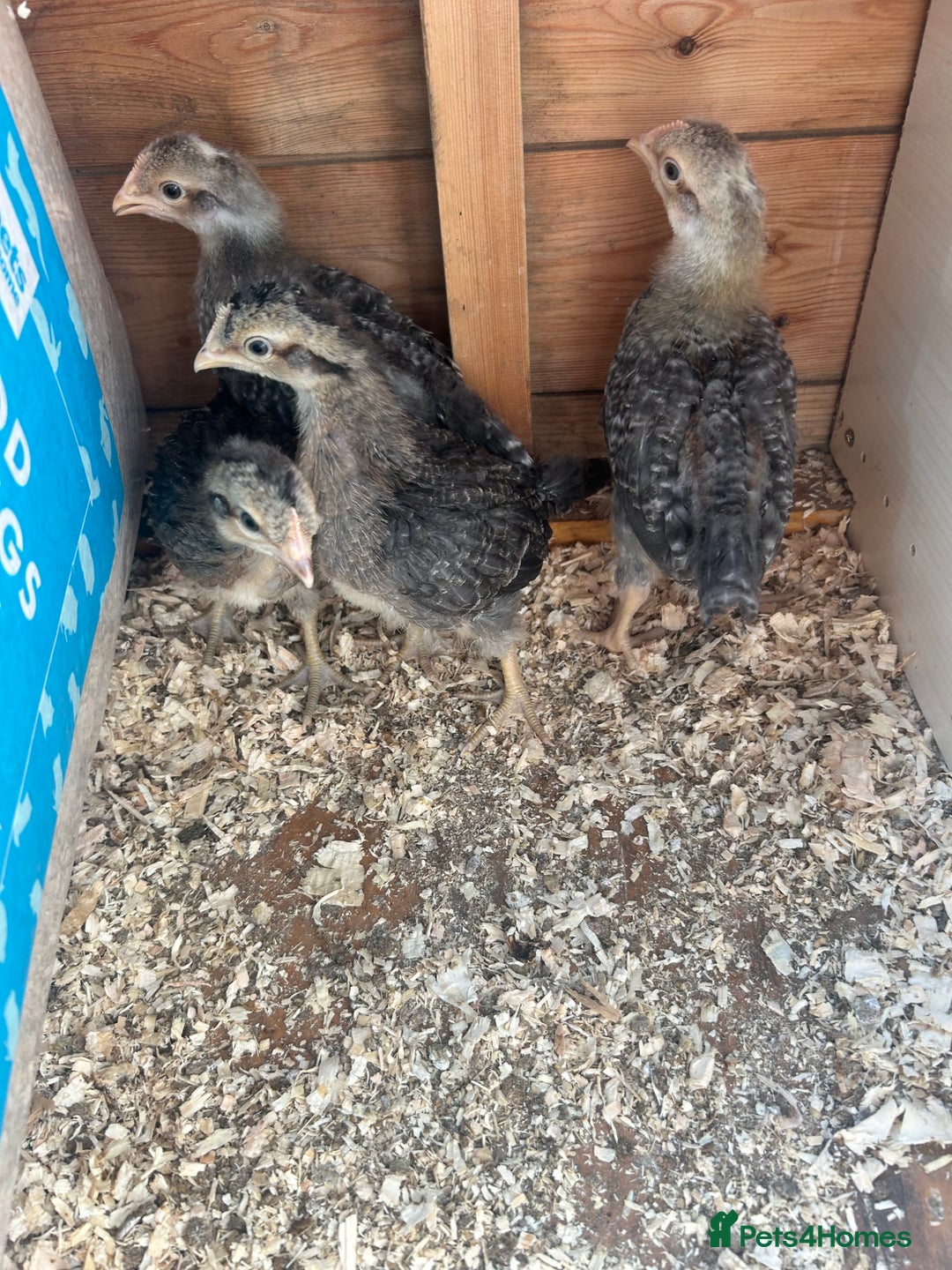 Chickens poultry for sale: Chicks&Cockerels Hatched 27/06 - Image 2