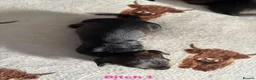 Dachshund dogs for sale: Teckel puppies - Standard size  - Advert 9