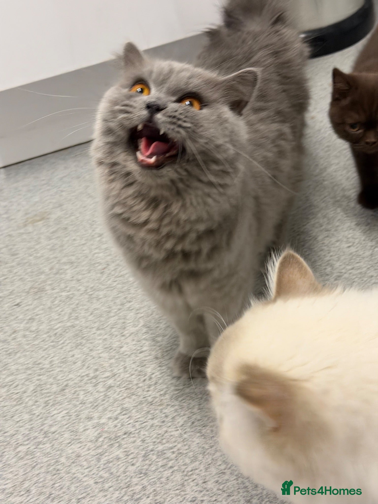 British Shorthair cats Beautiful BSH and BLH kittens GCCF - Advert 1
