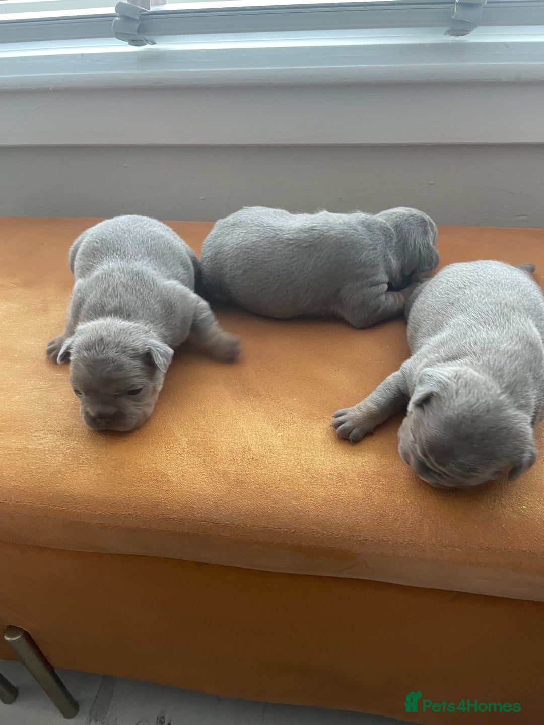 French Bulldog dogs for sale: French bulldog puppies - Image 7