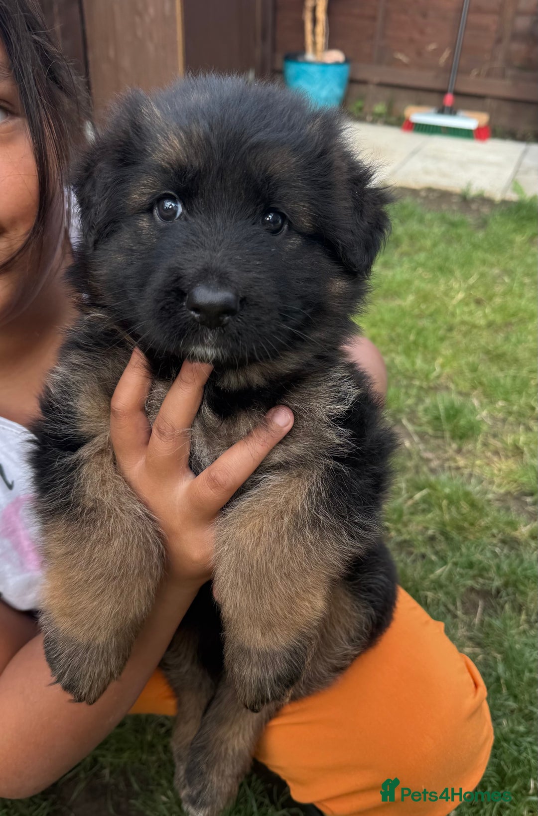 German Longhaired Pointer dogs for sale: PURE German Shepherd Puppy girl - Image 4