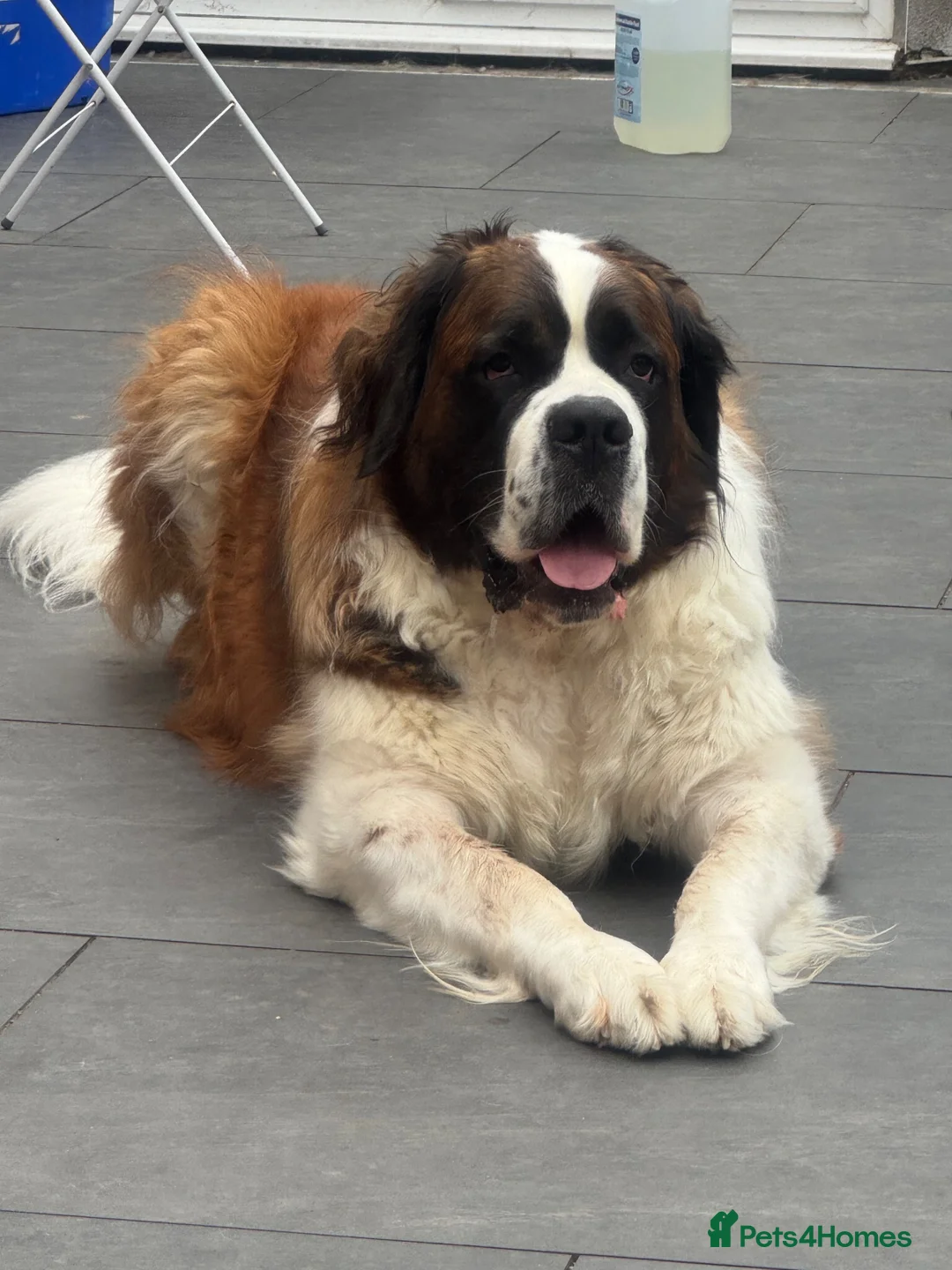Saint Bernard dogs for sale: Saint Bernard female 3 years old  in Cheltenham - Advert 2