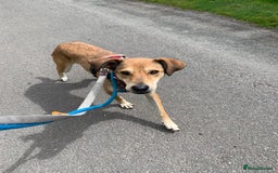Mixed Breed dogs for adoption: Meet Barney, currently residing in Cheshire  in Nantwich - Image 2