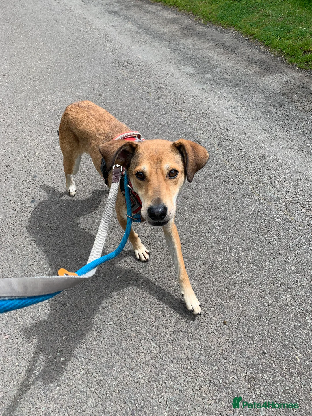 Mixed Breed dogs for adoption: Meet Barney, currently residing in Cheshire  in Nantwich - Advert 2