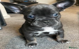 French Bulldog dogs for sale: FLUFFY AND PINK CARRIERS  - Advert 8