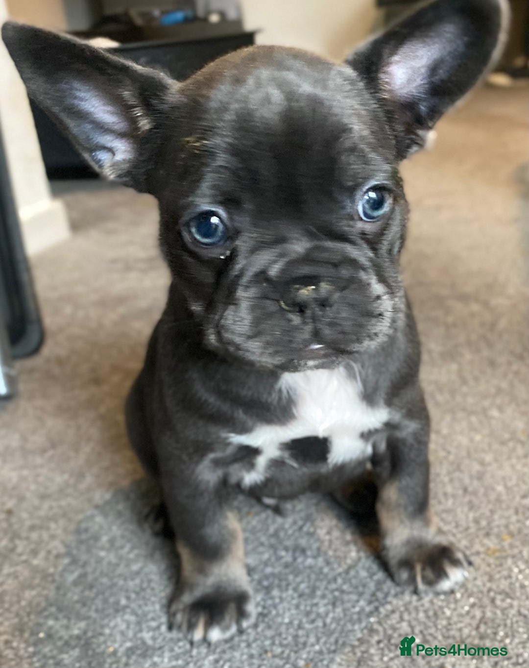 French Bulldog dogs for sale: FLUFFY AND PINK CARRIERS  - Advert 8