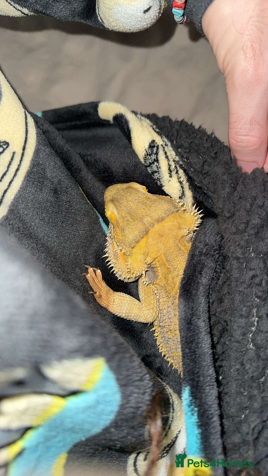 Bearded Dragon reptiles for sale: Beard dragon, Rocky 2 years old - Image 4