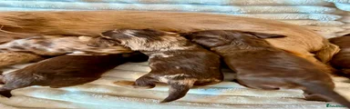 Miniature Dachshund 1