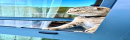 Scottish Fold cats for sale: Beautiful Scottish kitties are looking for a home  - Advert 4