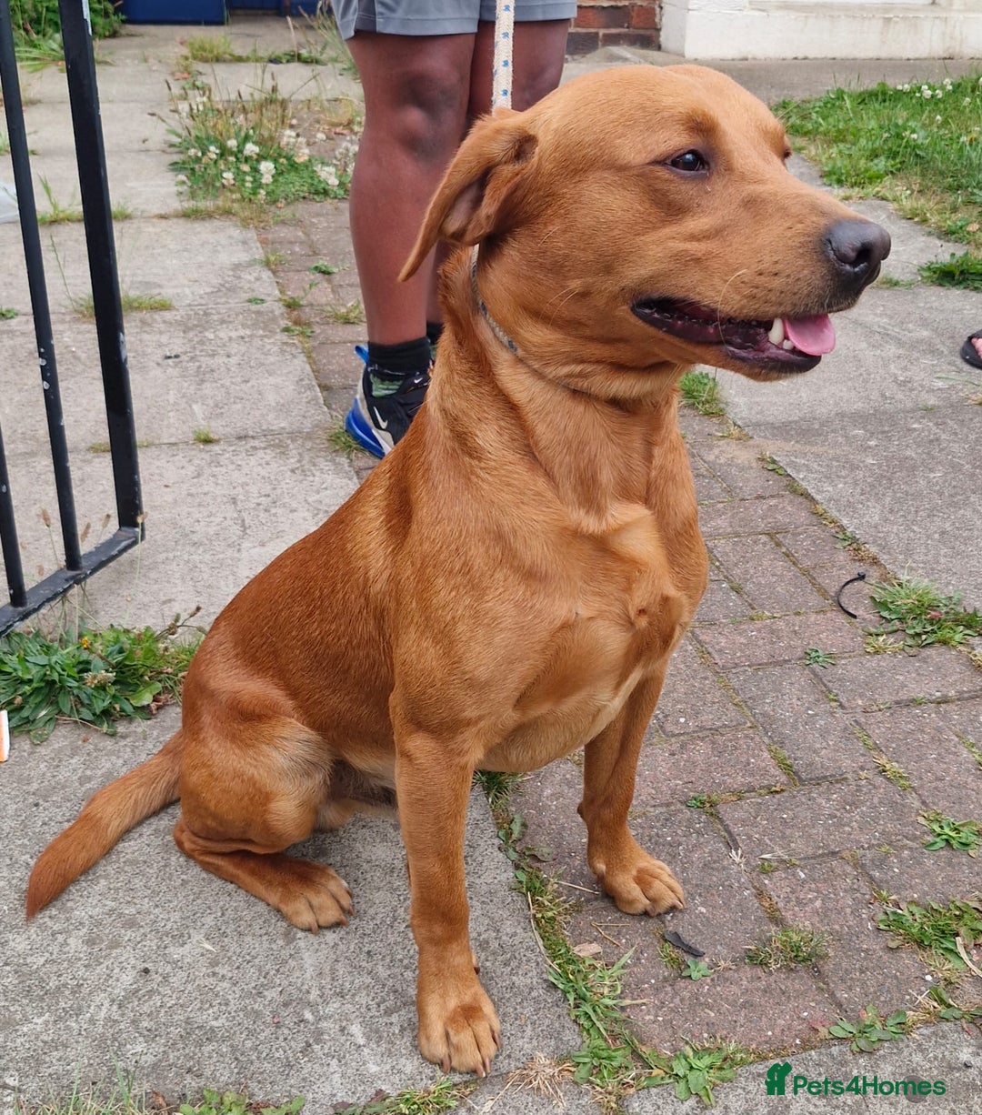 Labrador Retriever dogs for sale: Labrador pups for sale  - Advert 28