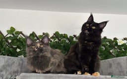 Maine Coon cats for sale: TICA 5 GEN PEDIGREE DNA TESTED  - Image 15
