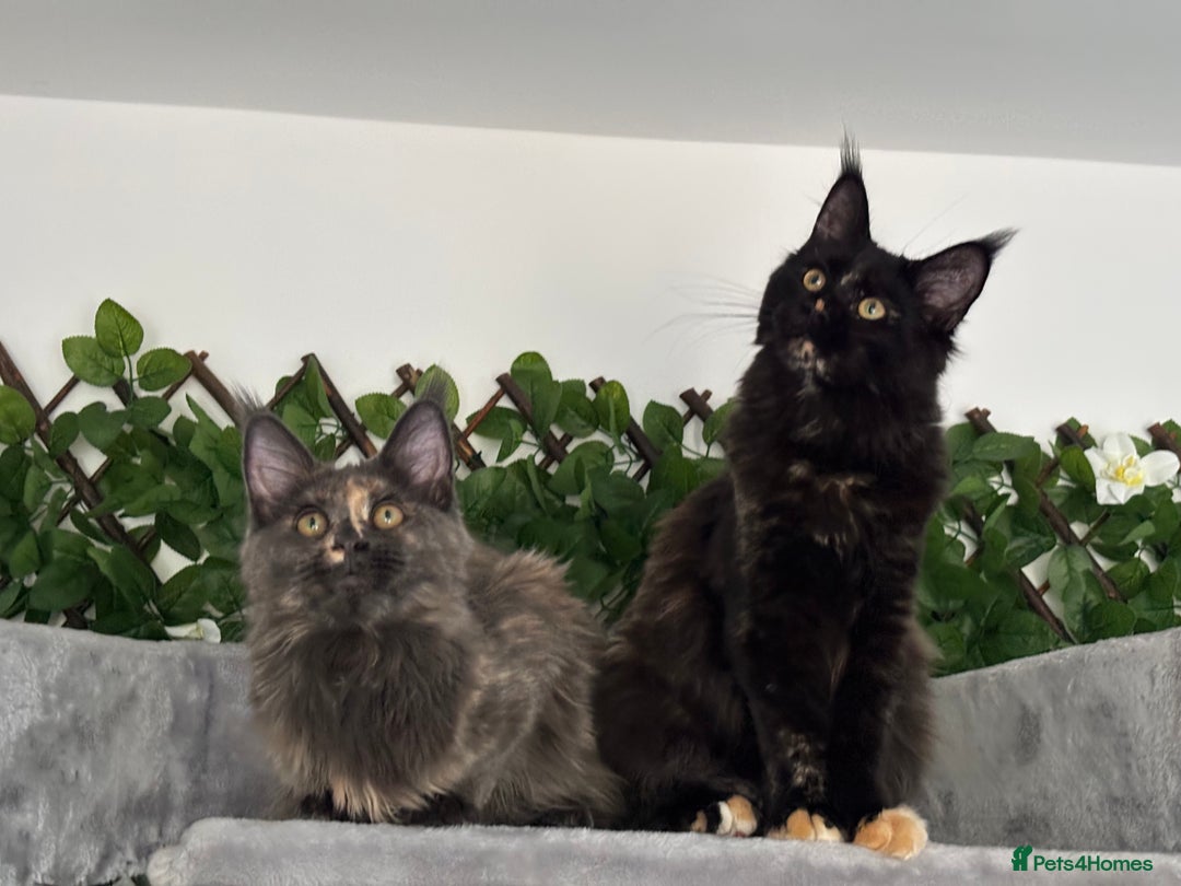 Maine Coon cats for sale: TICA 5 GEN PEDIGREE DNA TESTED  - Image 15