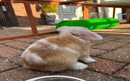 Mini Lop rabbits for sale: Two male mini lop rabbits looking for forever home - Advert 14