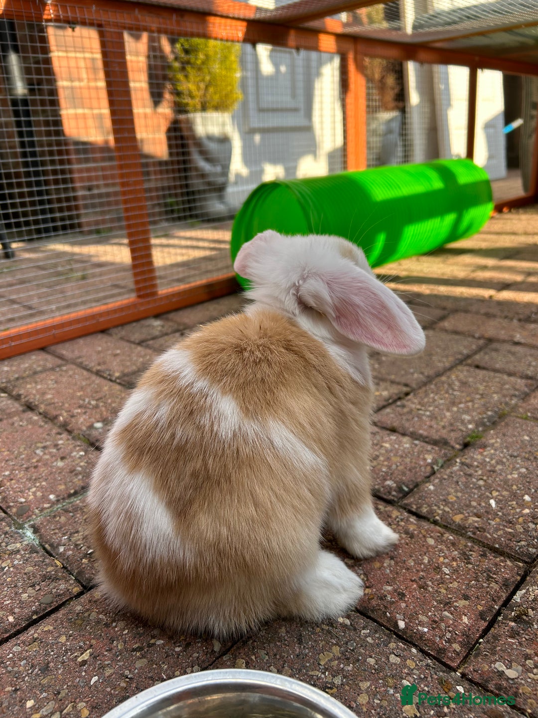 Mini Lop rabbits for sale: Two male mini lop rabbits looking for forever home - Advert 14