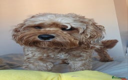 Mixed Breed dogs for sale: Last little girl of the litter left - Image 12