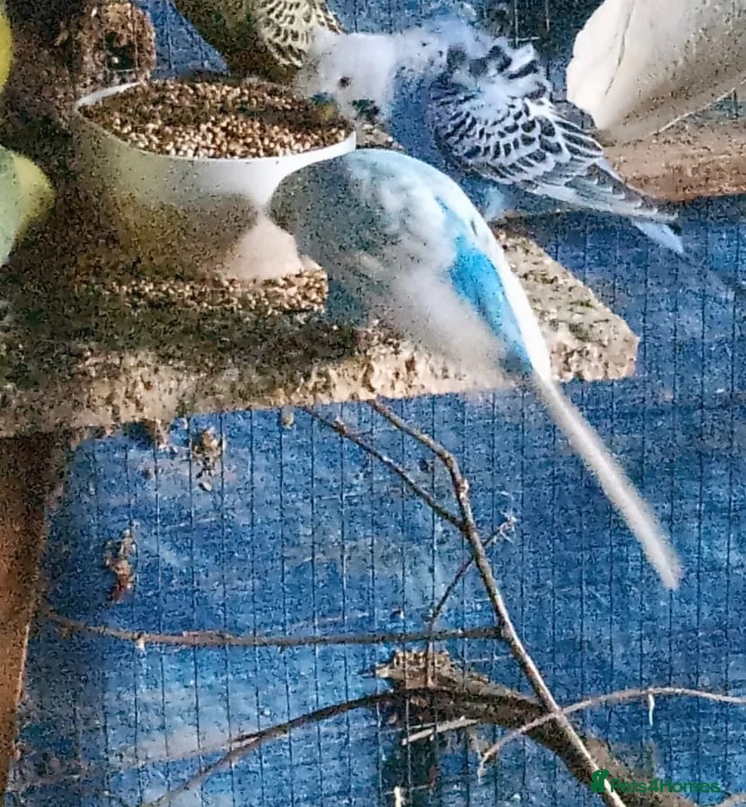 Budgerigars birds for sale: 3 adult boy budgies  - Advert 7
