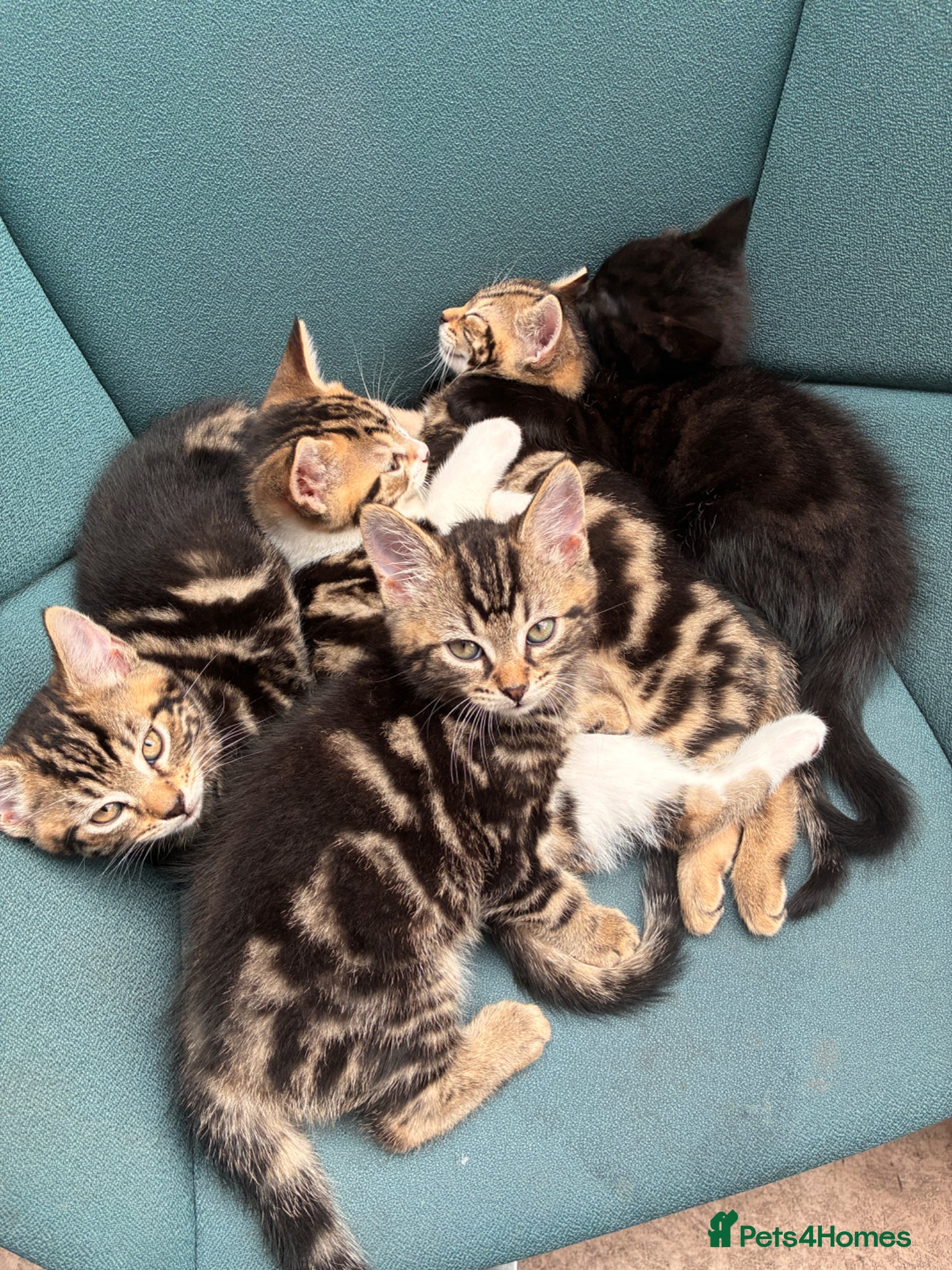 Bombay cats for sale: Mr at home in London - Advert 3