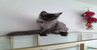 Maine Coon cats - Advert 3